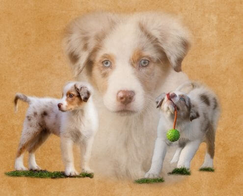 Marion-Luerkens-Collage-Hunde-Australian-Shepherd