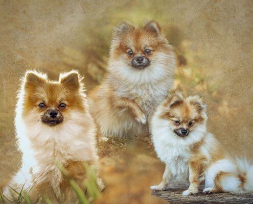 Marion-Luerkens-Collage-Hunde-Pomeranian