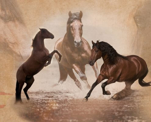 Marion-Luerkens-Collage-Andalusier-Pferde