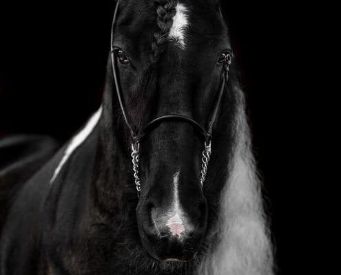 Pferde-Portrait-Barockpinto-1