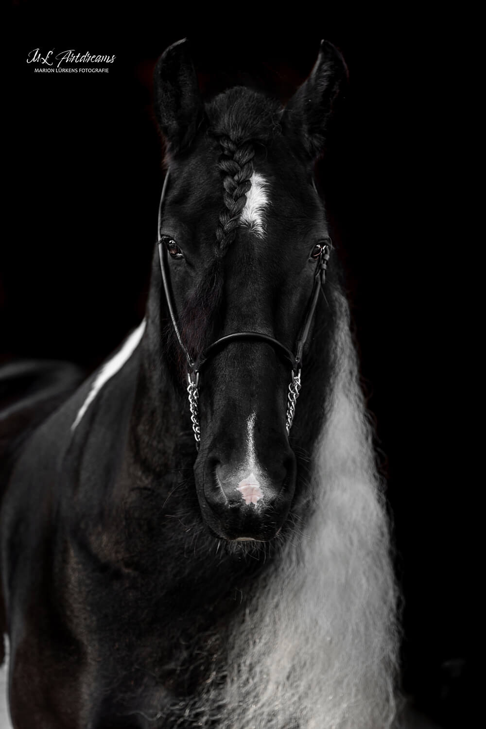 Pferde-Portrait-Barockpinto-1