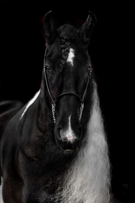 Pferde-Portrait-Barockpinto