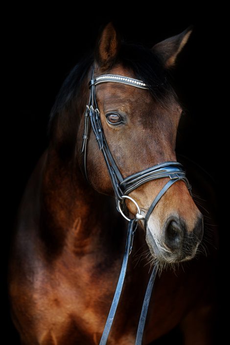 Marion-Luerkens-Pferde-Portrait-Schwarzer-Hintergrund-Warmblut