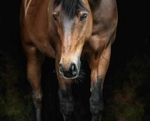 Pferde-Portrait-Warmblut-Ganzkoerper-1