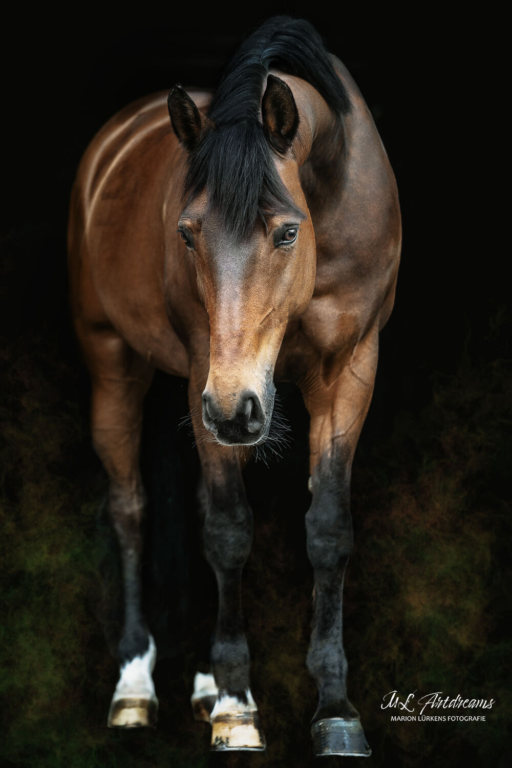 Pferde-Portrait-Warmblut-Ganzkoerper-1