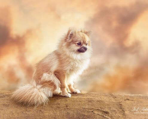 Zwergspitz-Pomeranin-Fotografenhund