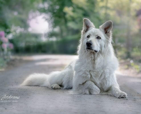 weisser-Schaeferhund