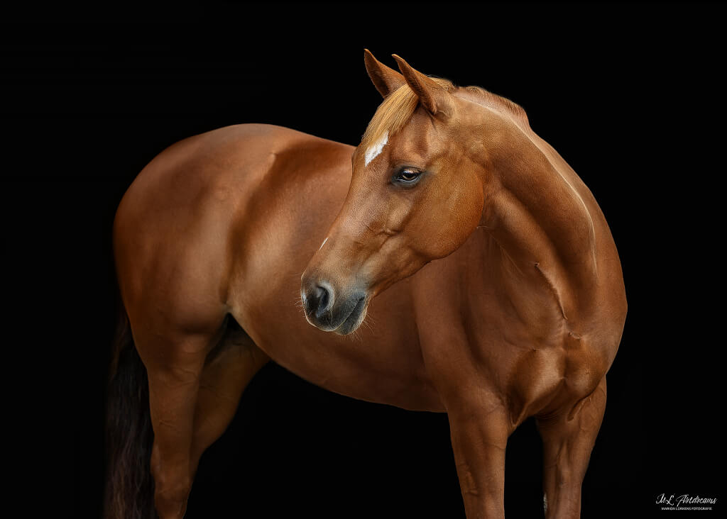 quarterhorse-stute-sorrel-reining